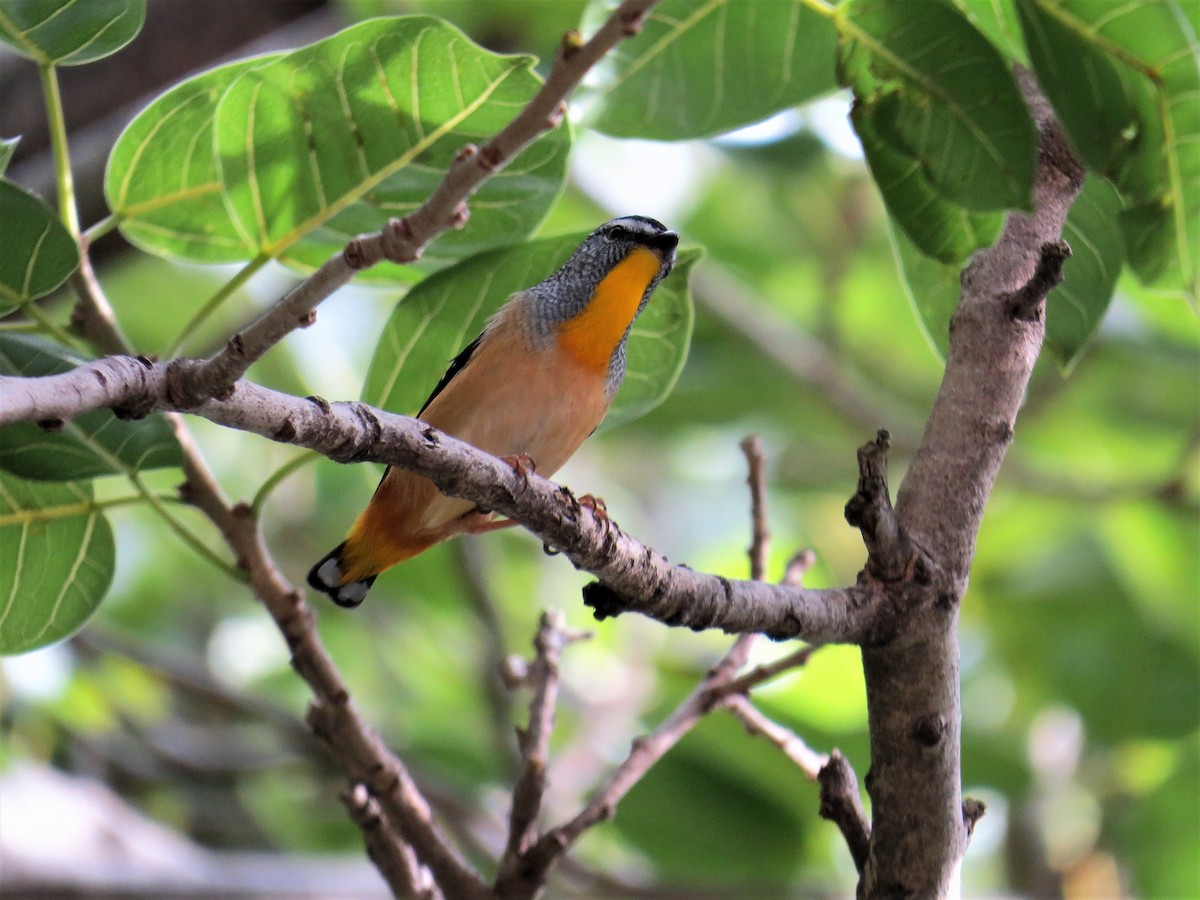 Spotted Pardalote - ML79009981