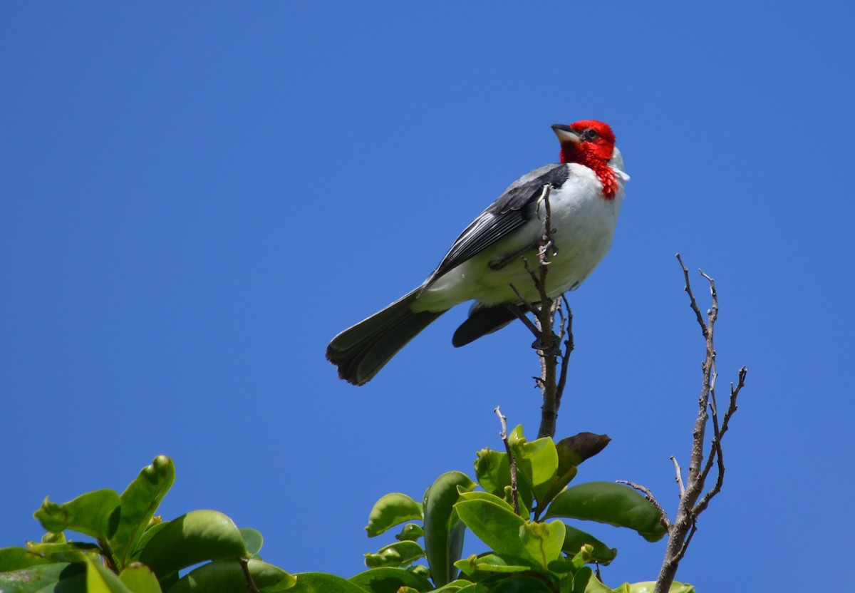 Red-cowled Cardinal - Ben Phalan