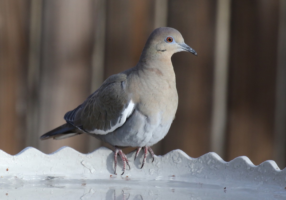 White-winged Dove - Alan Versaw