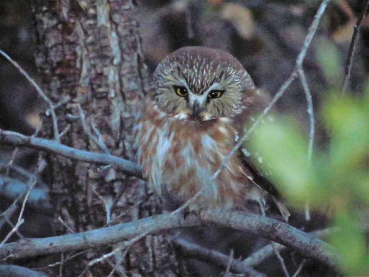Northern Saw-whet Owl - Micah Riegner