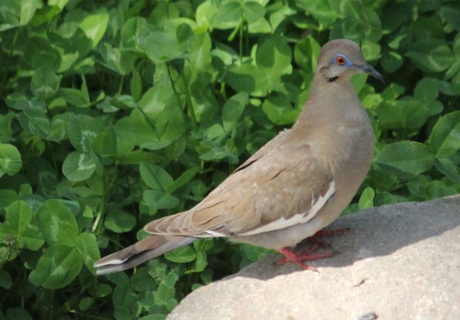 White-winged Dove - ML79018141