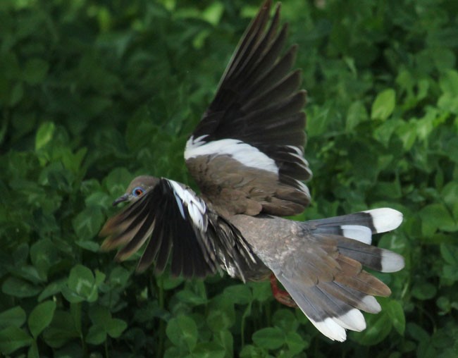 White-winged Dove - ML79018151