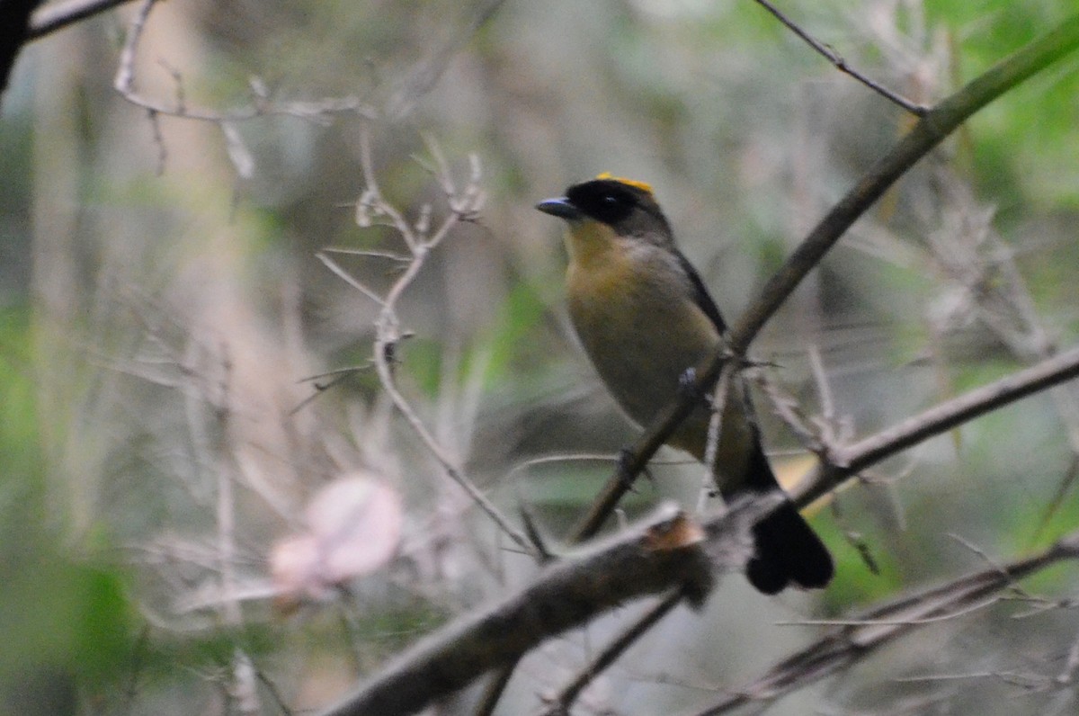 Black-goggled Tanager - ML79018301