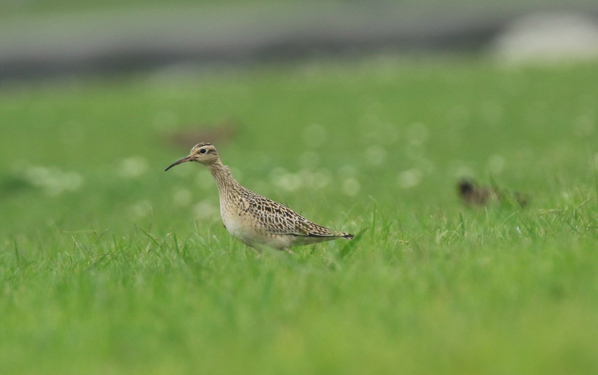 Little Curlew - ML79018781