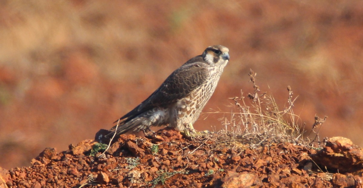 Peregrine Falcon - Praveen  Kumar