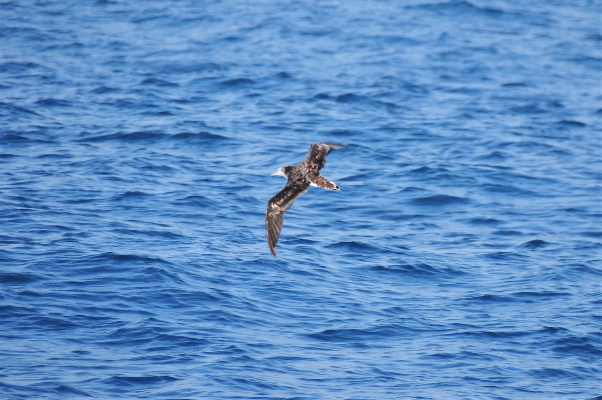 Streaked Shearwater - Anonymous