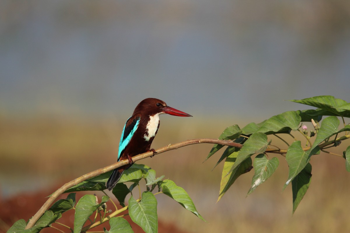 White-throated Kingfisher - Praveen  Kumar