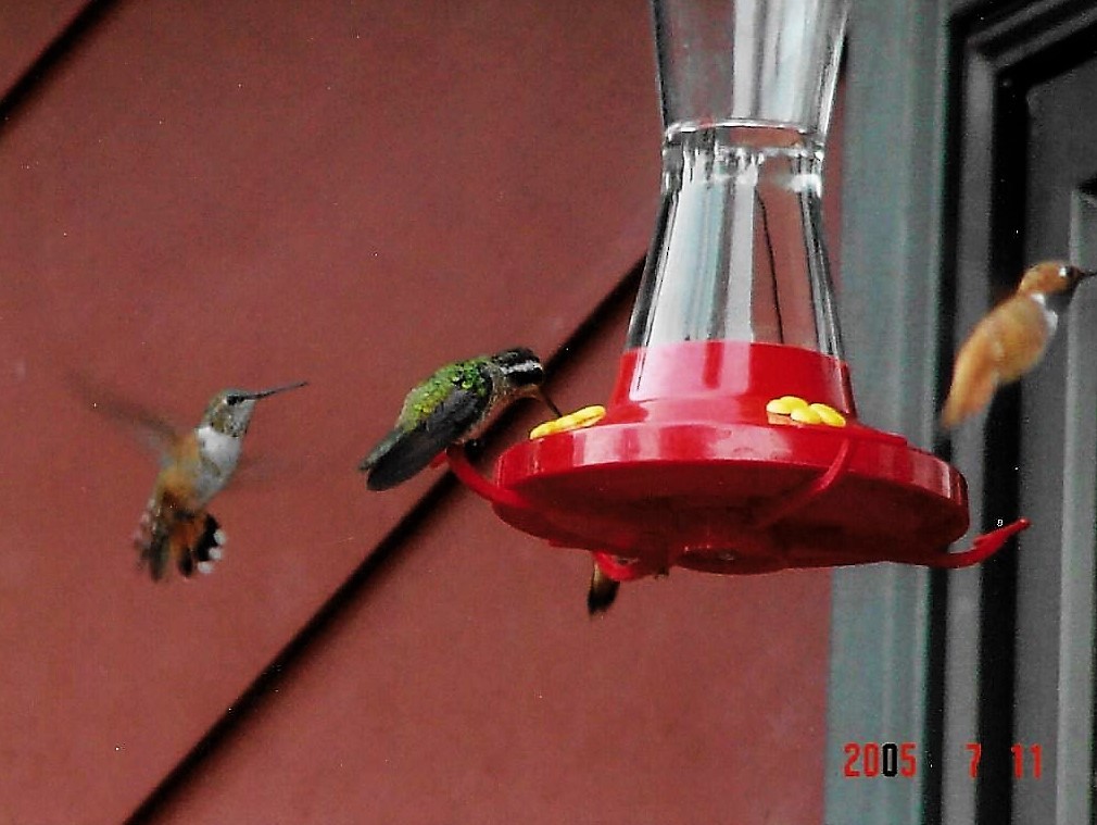 kolibřík bělouchý - ML79023611