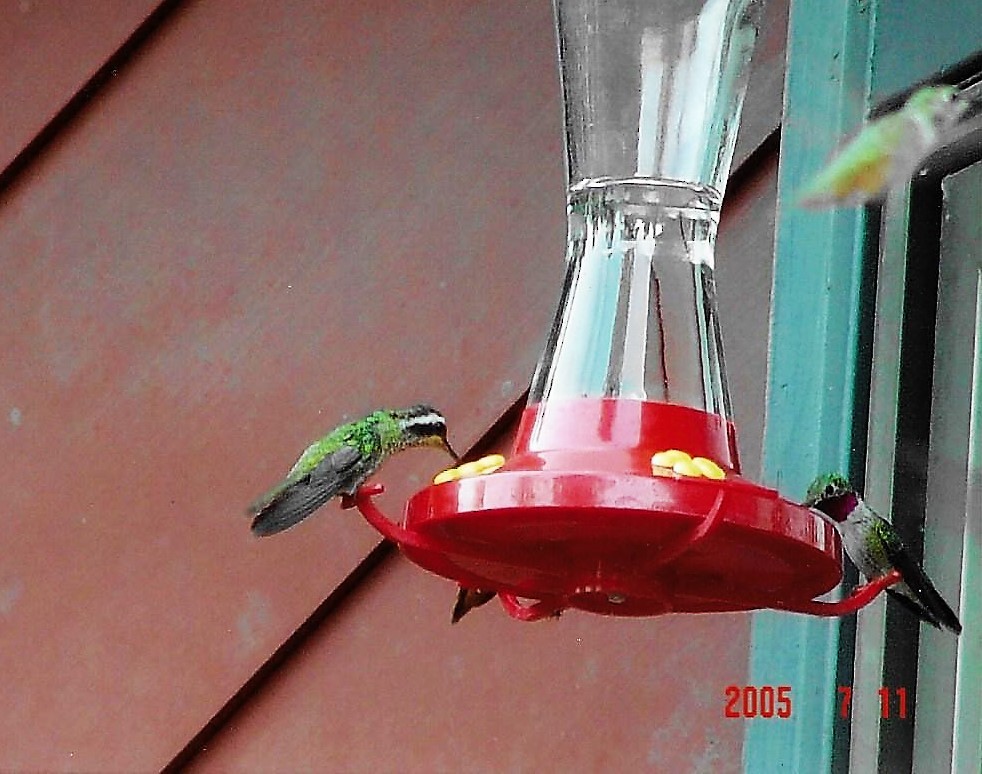 kolibřík bělouchý - ML79023621