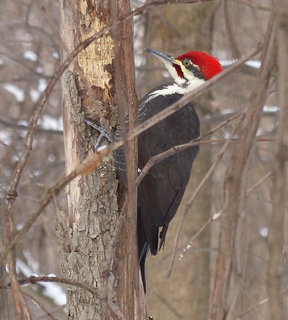 Pileated Woodpecker - Suzanne Cholette