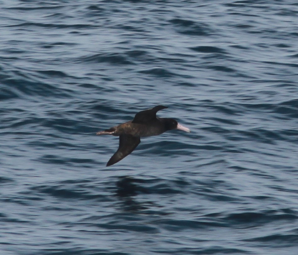 Short-tailed Albatross - ML79024341
