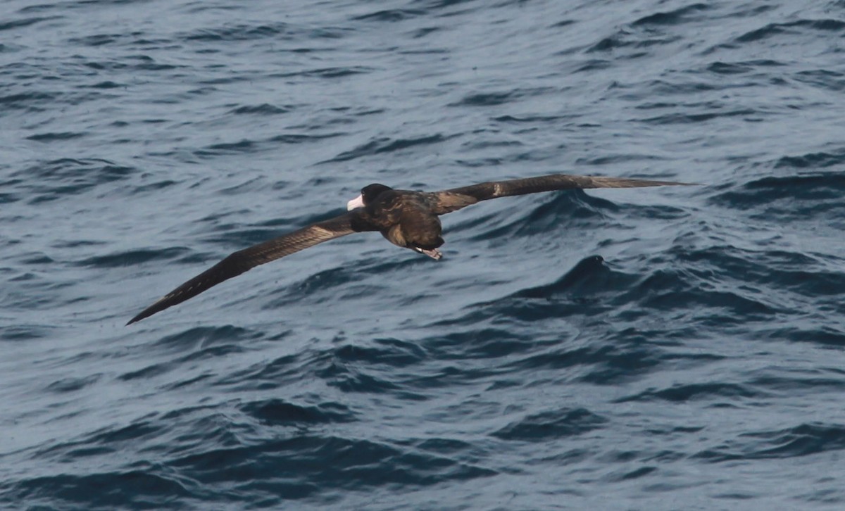 Short-tailed Albatross - ML79024351