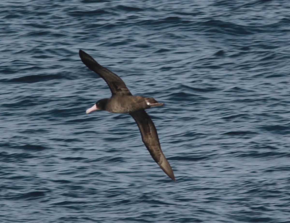 Short-tailed Albatross - ML79024361