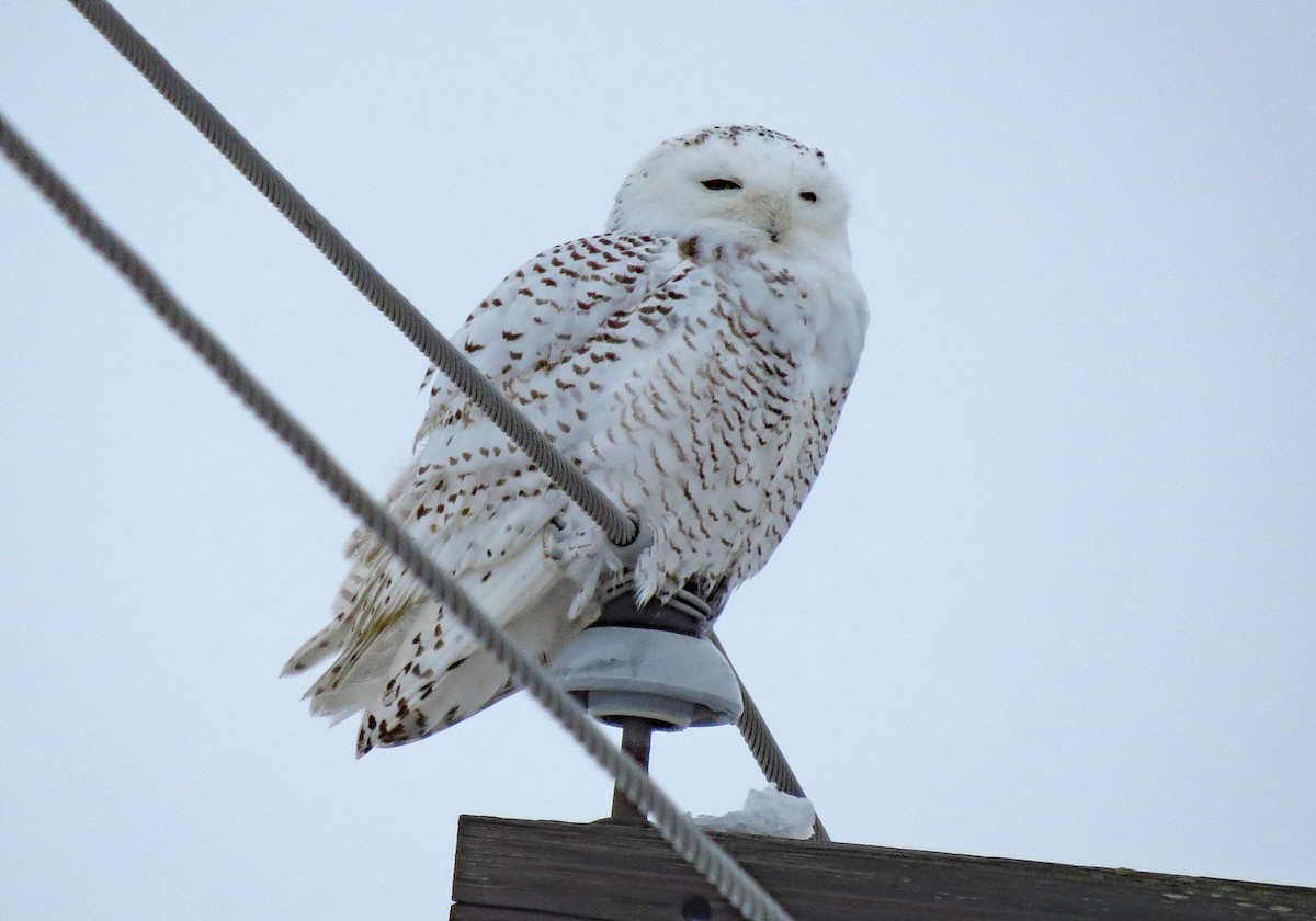 Snowy Owl - ML79026071