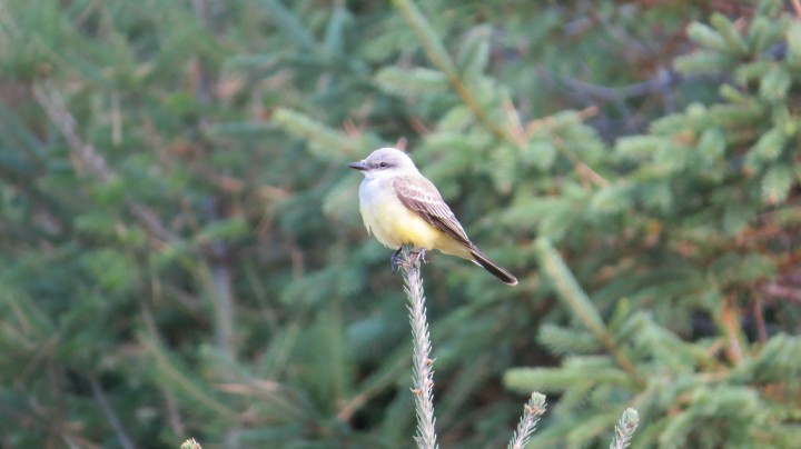Western Kingbird - Études des populations  d'oiseaux du Québec