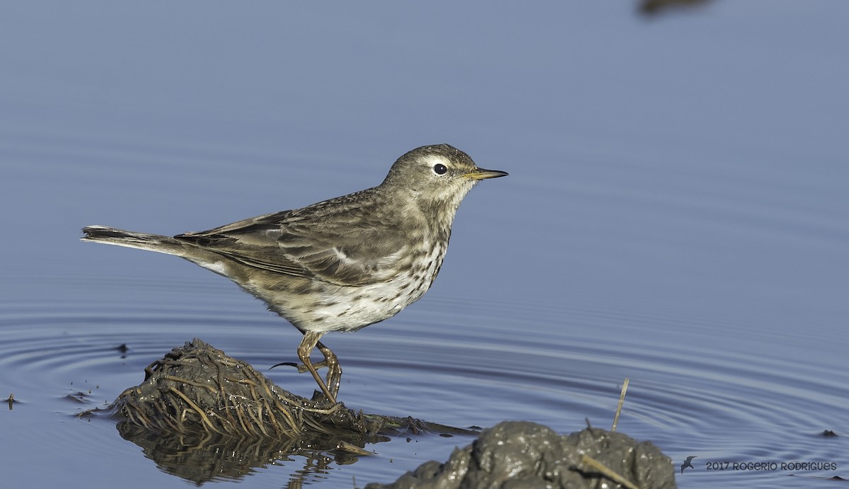 Water Pipit - ML79028331