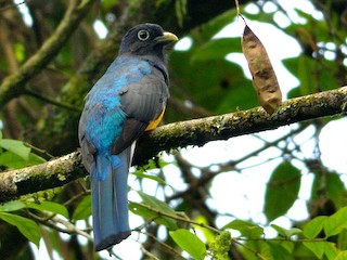  - Green-backed Trogon