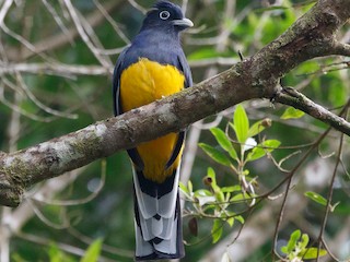  - Green-backed Trogon