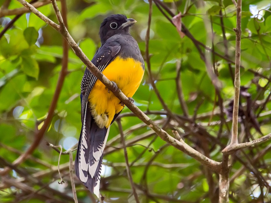 Green-backed Trogon - eBird