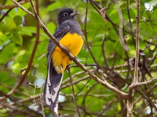  - Green-backed Trogon