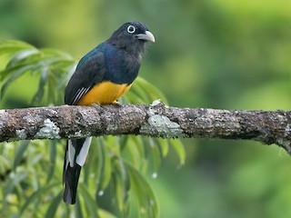  - Green-backed Trogon