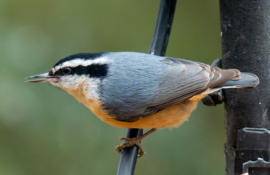 Red-breasted Nuthatch - Mike Bailey