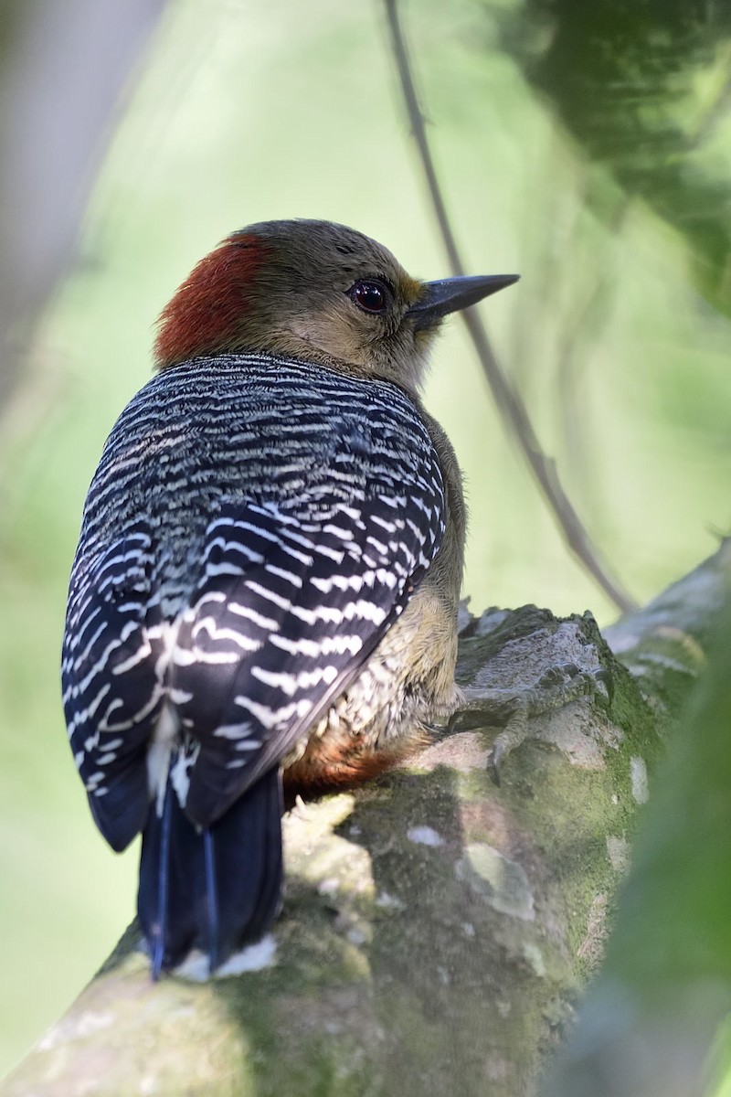 Yucatan Woodpecker - ML79034461