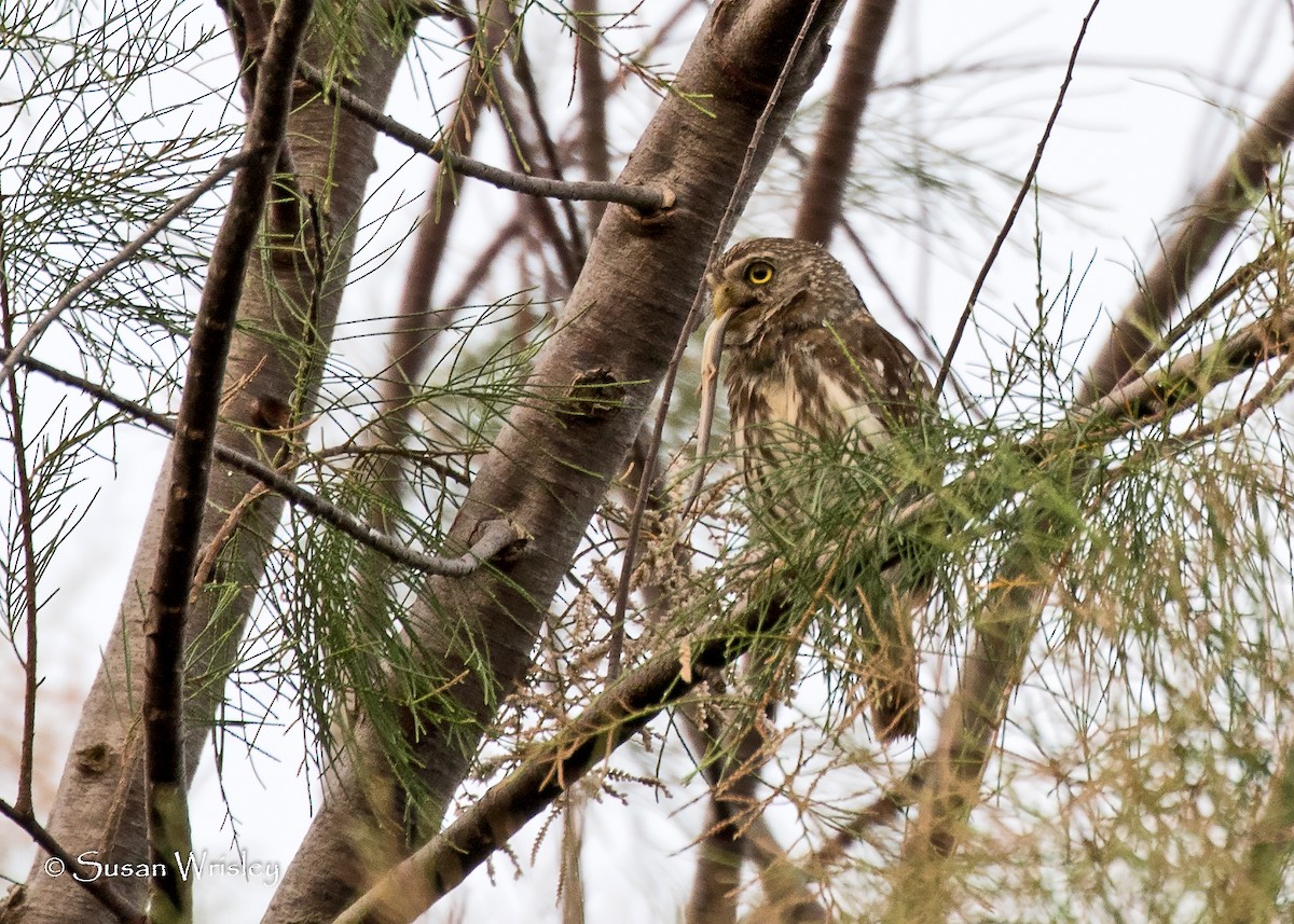 Ferruginous Pygmy-Owl - Susan Wrisley