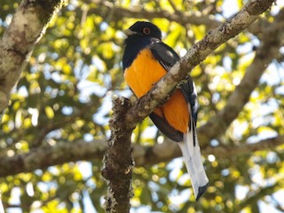 雄鳥 (Orange-bellied) - Anonymous - ML79035411