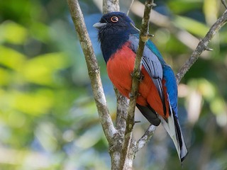 雄鳥 (Red-bellied) - Naíla  Lepre - ML79035431