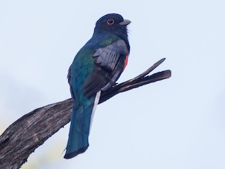 Male (Red-bellied) - Chris Wood - ML79035451