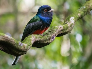 Male (Red-bellied) - Mateus  R. Giotto - ML79035461