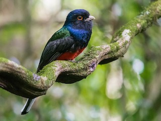  - Surucua Trogon