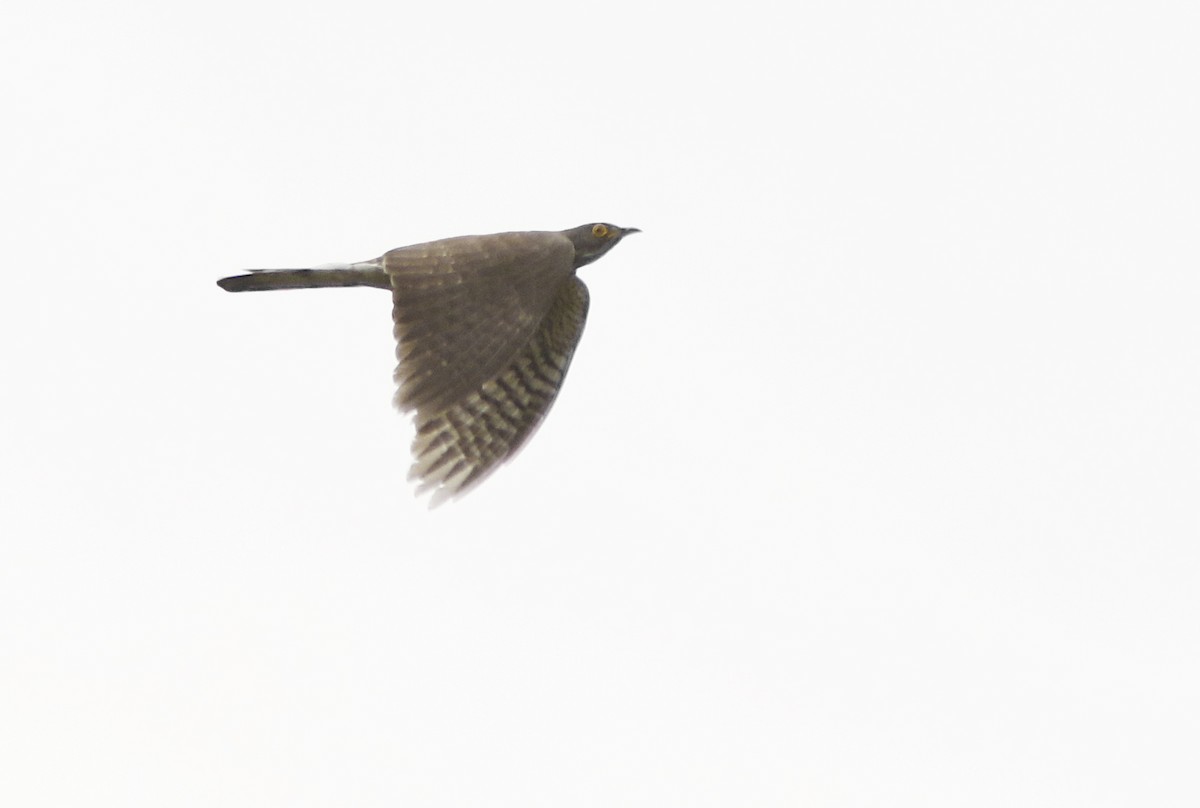 Large Hawk-Cuckoo - David Beadle
