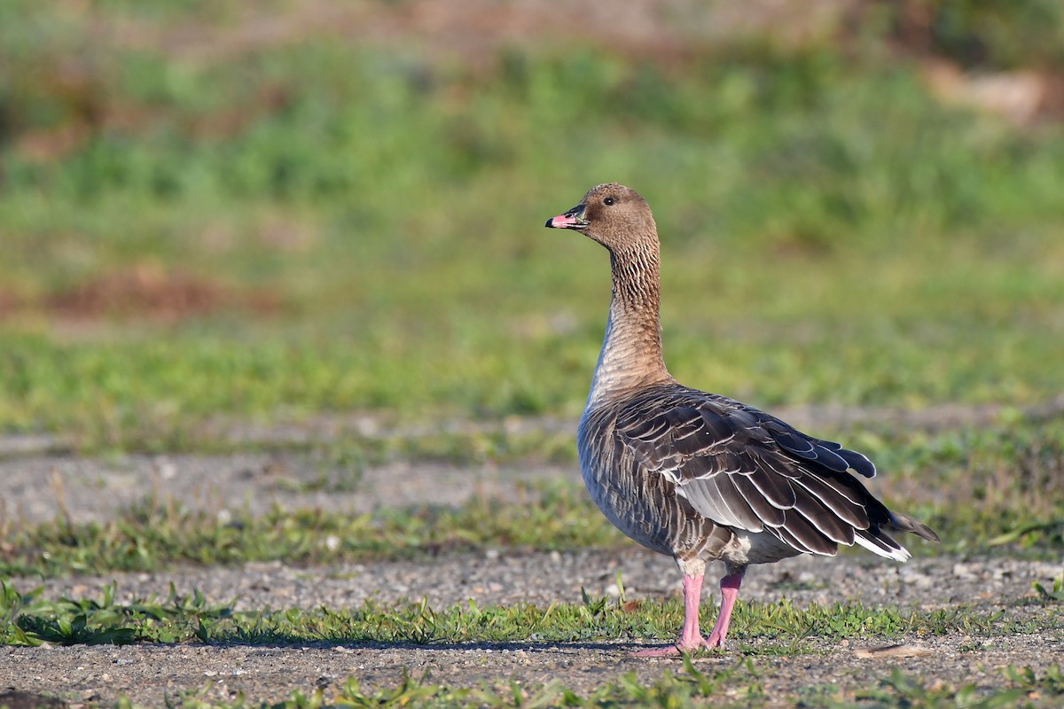 Pink-footed Goose - José Frade