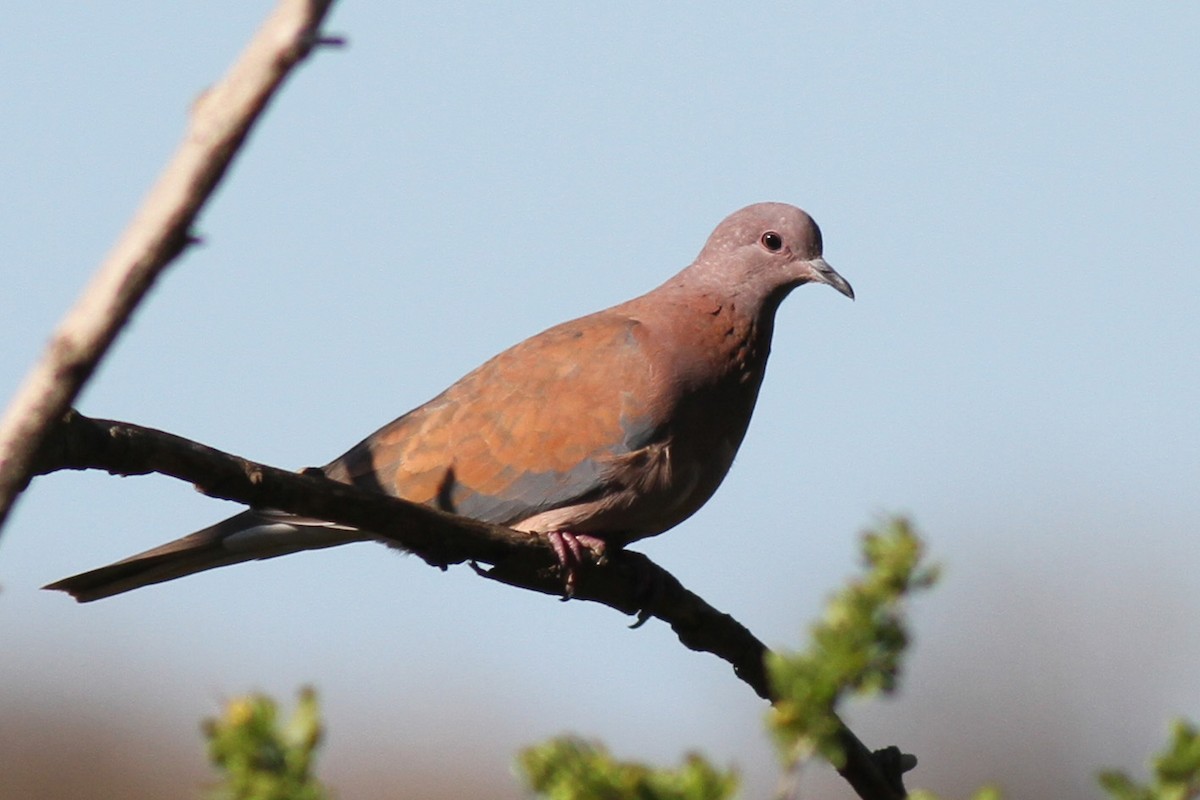 Laughing Dove - Benoit Maire