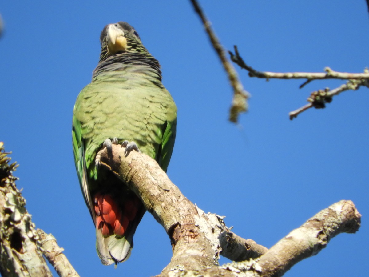 Scaly-headed Parrot - Silvia Enggist