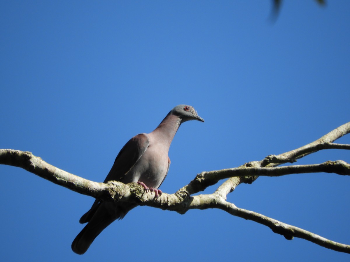 Pale-vented Pigeon - Silvia Enggist