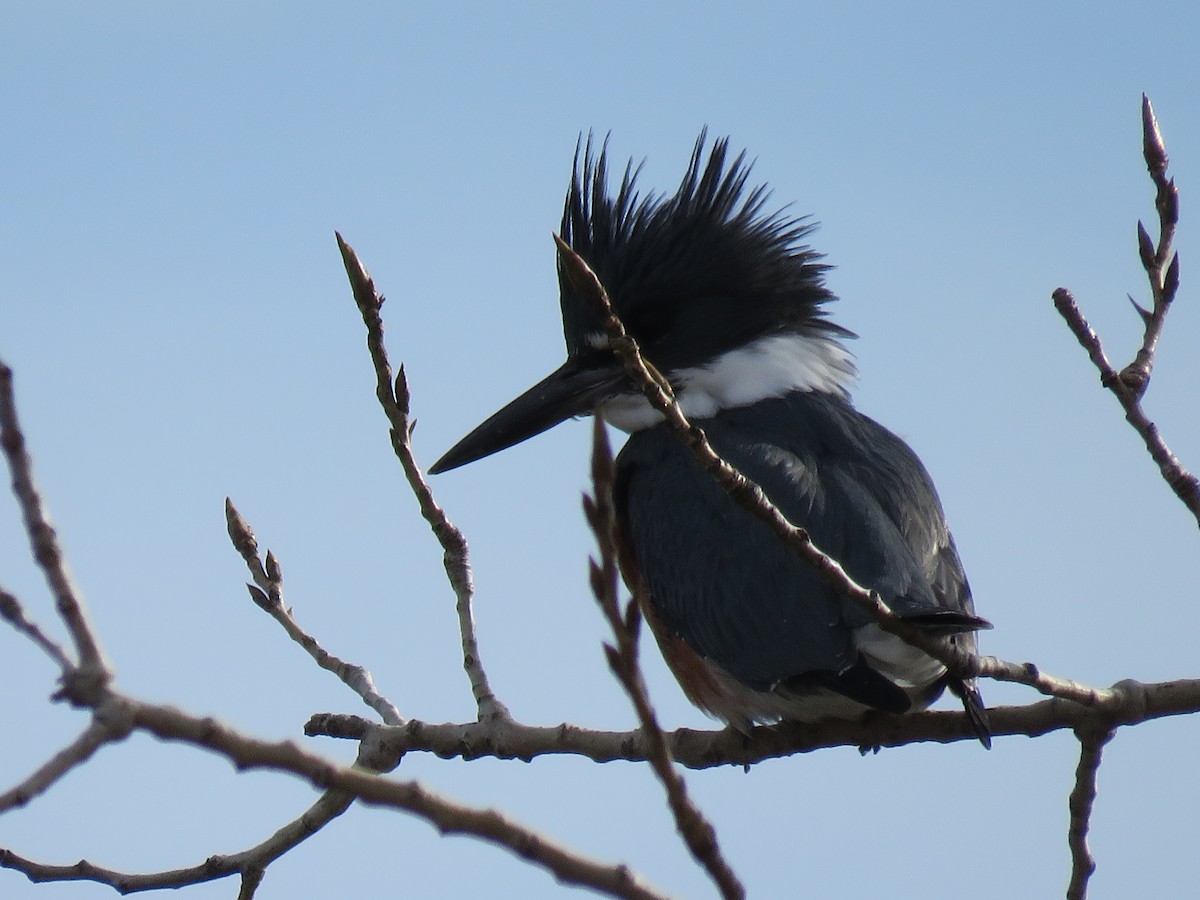 Belted Kingfisher - ML79039901