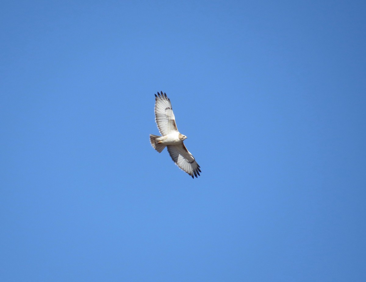 Red-tailed Hawk - ML79042021