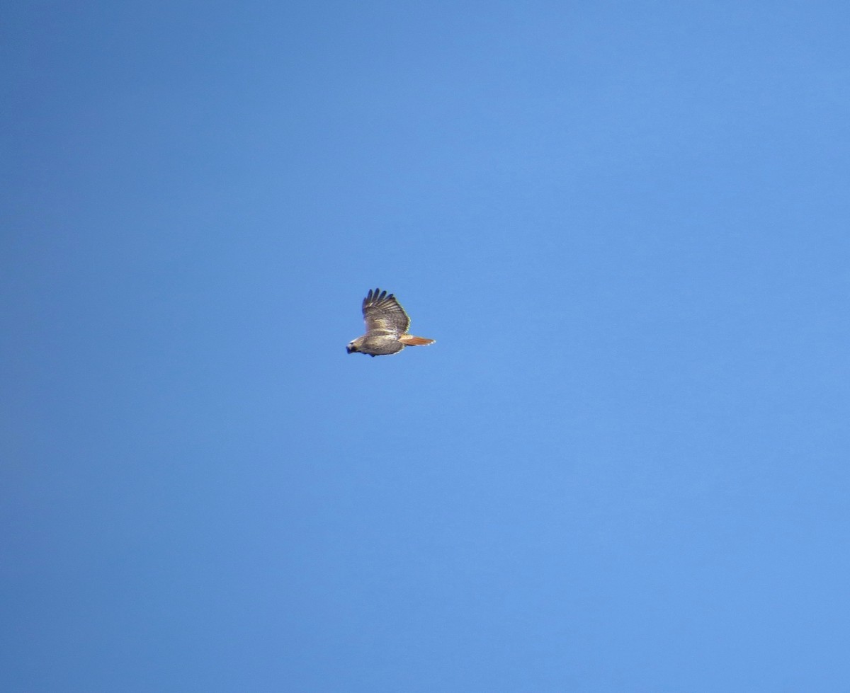 Red-tailed Hawk - ML79042031