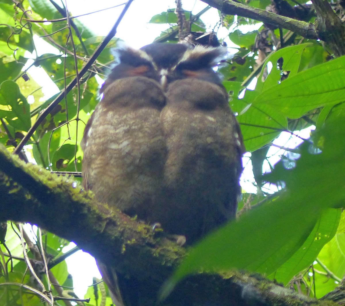 Crested Owl - ML79042911