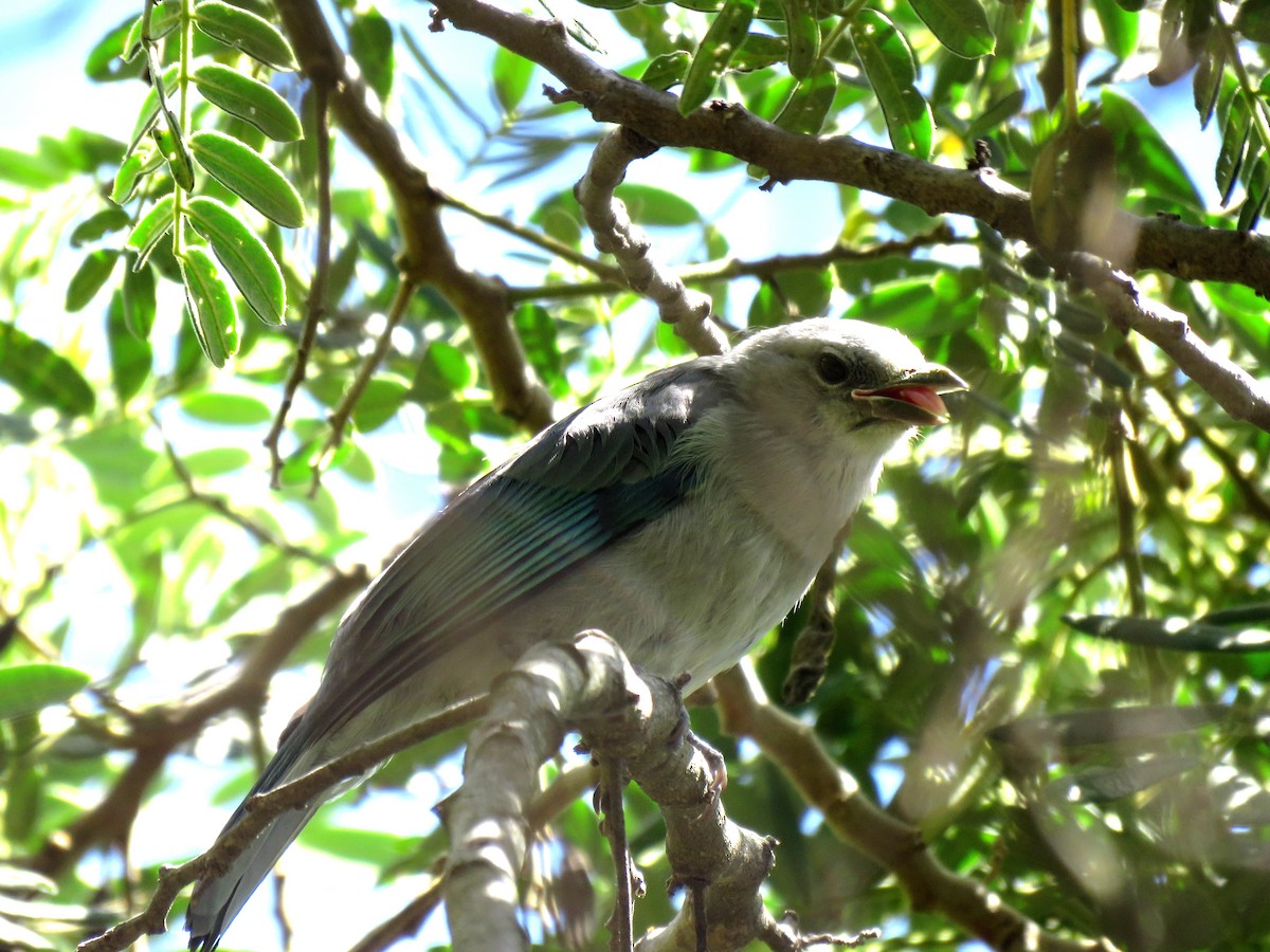 Blue-gray Tanager - Edison🦉 Ocaña