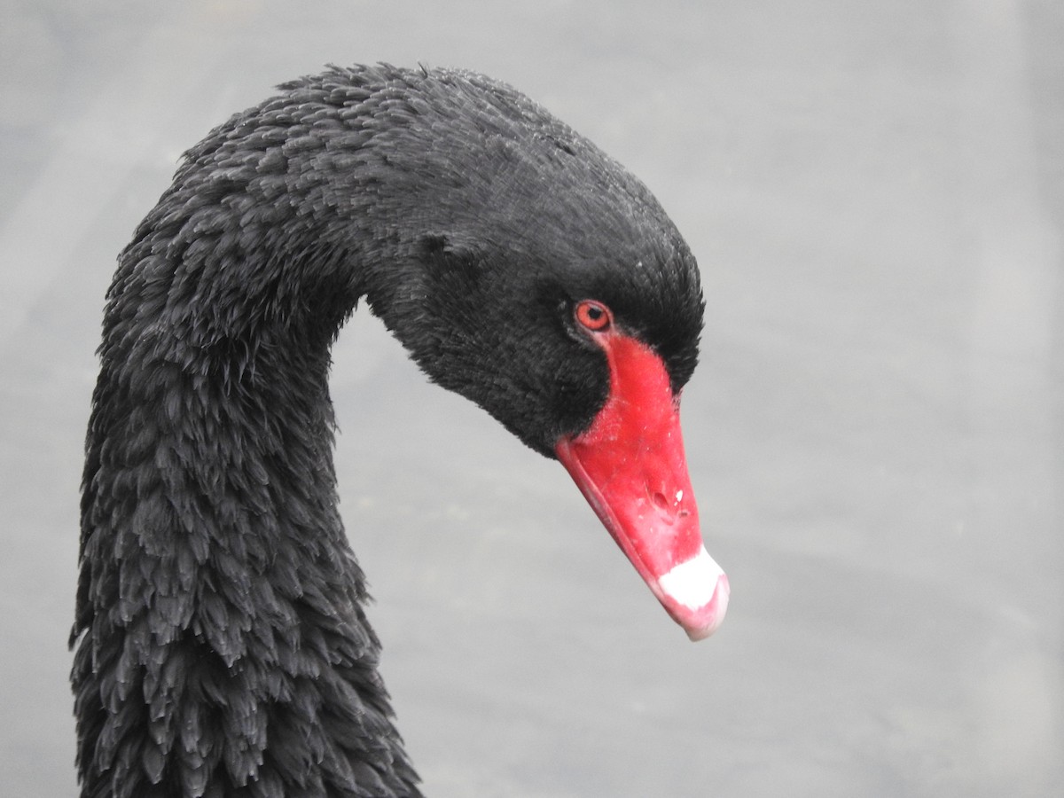 Black Swan - ML79044381