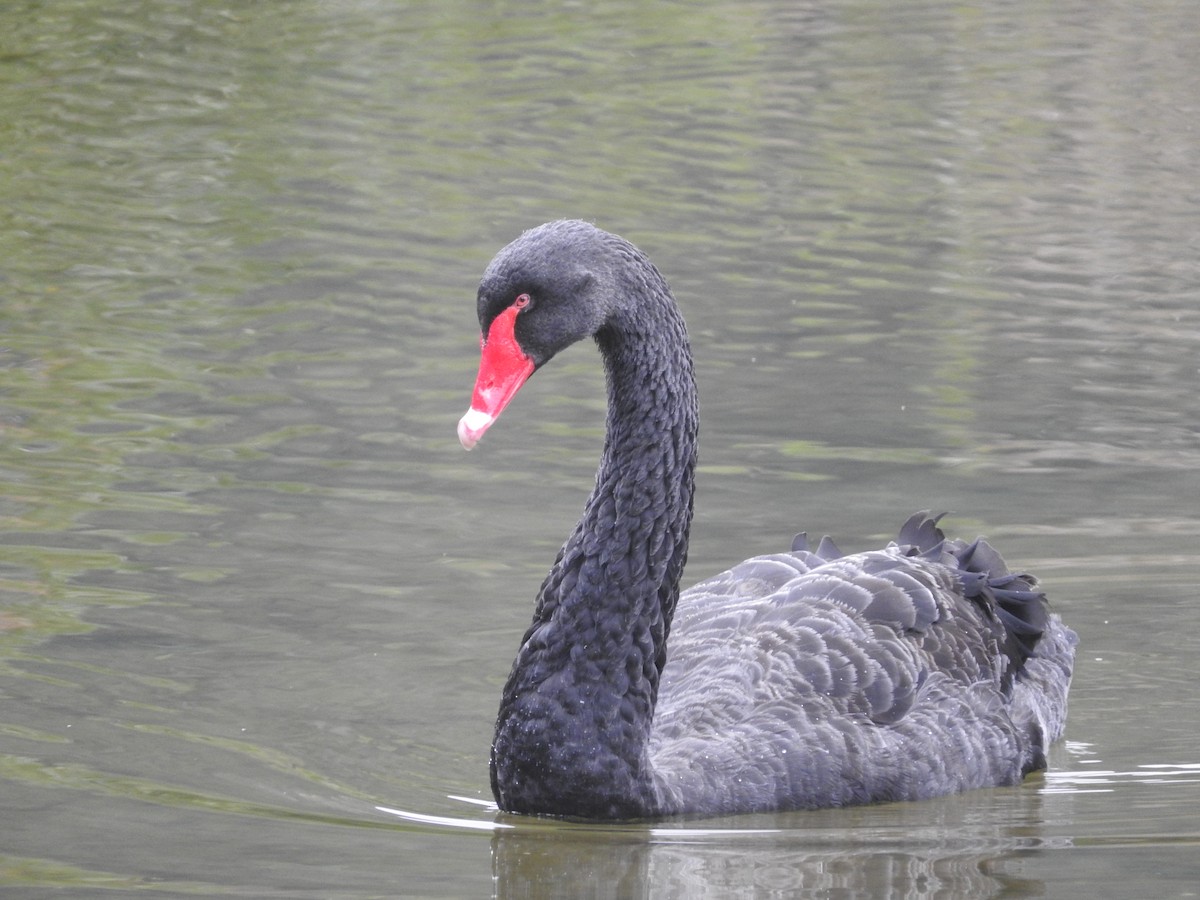 Black Swan - ML79044491