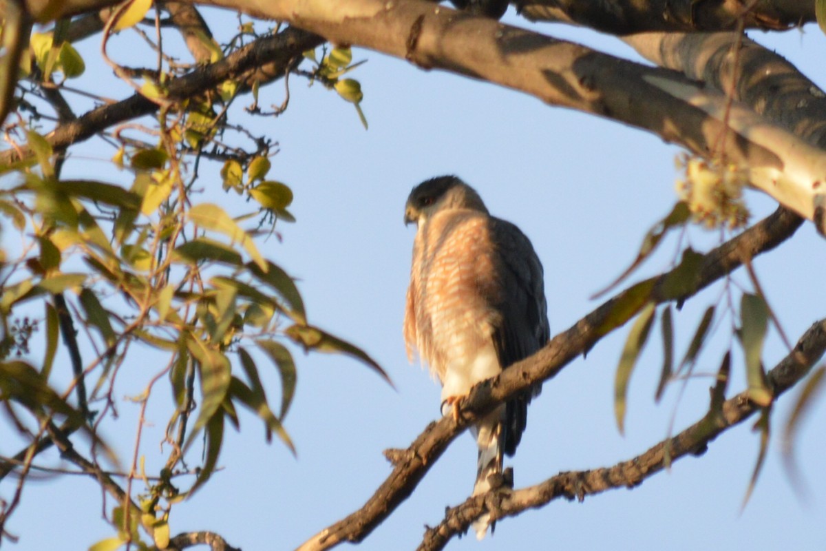 Cooper's Hawk - Carlos Mancera (Tuxtla Birding Club)
