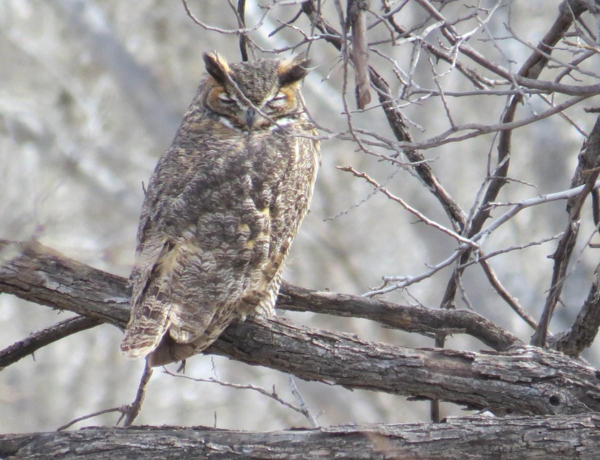 Great Horned Owl - ML79047421