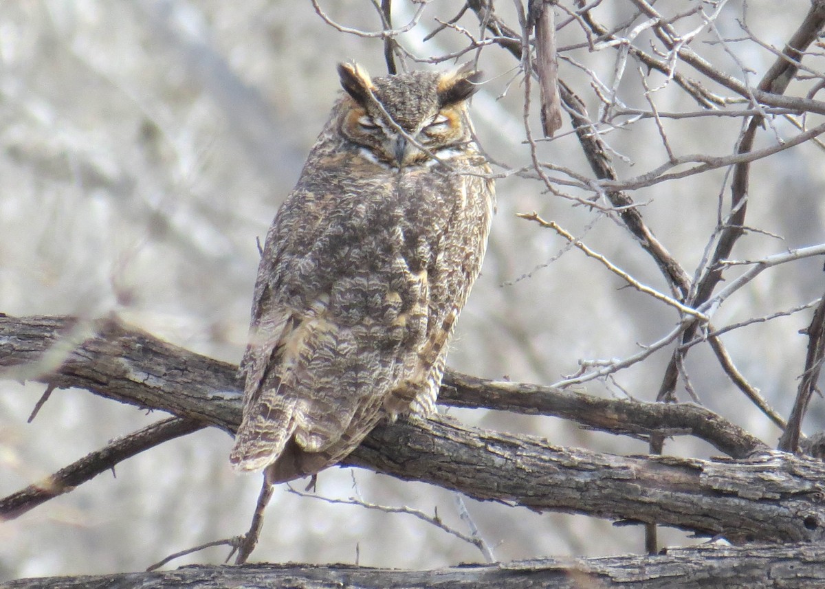 Great Horned Owl - ML79047431