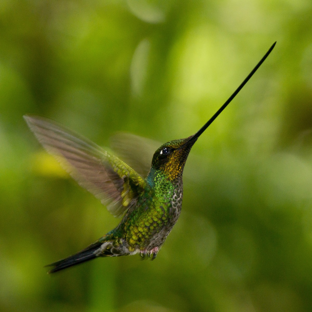 Sword-billed Hummingbird - ML79047471