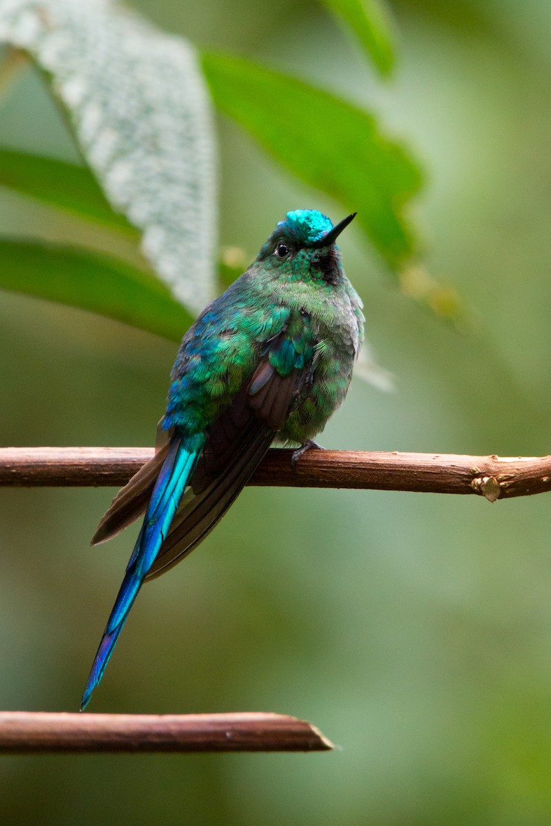 Long-tailed Sylph - ML79047541